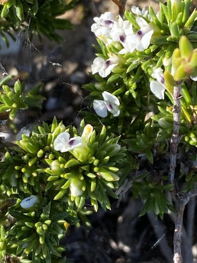 Muraltia pappeana, photographed by Christina