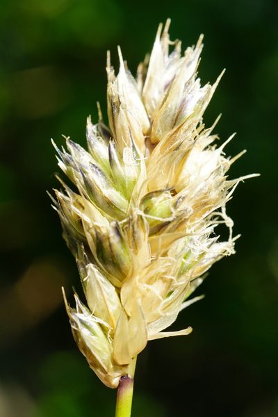 Sesleria sadleriana, photographed by Patrick Hacker