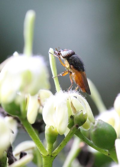 Tarenna attenuata, photographed by Agnes Trekker