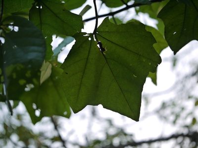 Kydia calycina, photographed by Dinesh Valke