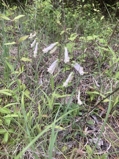 Penstemon oklahomensis, photographed by David Matthew
