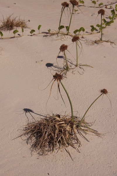 Cyperus crassipes, photographed by Matthew Blissett