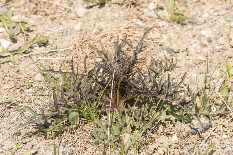 Cirsium pendulum, photographed by Mikhail Nevsky