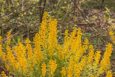 Corydalis speciosa, photographed by Mikhail Nevsky