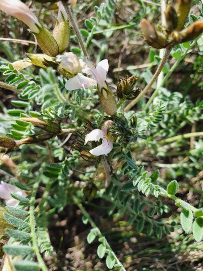 Astragalus sareptanus, photographed by Анна Митрошенкова