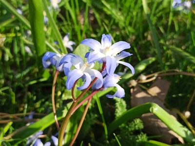 Scilla forbesii, photographed by Anna Gąciarz