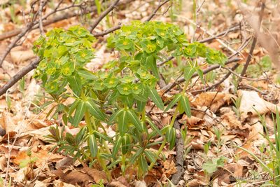 Euphorbia komaroviana, photographed by Mikhail Nevsky