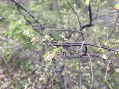 Celtis tenuifolia, photographed by Kathleen Houlahan Chayer