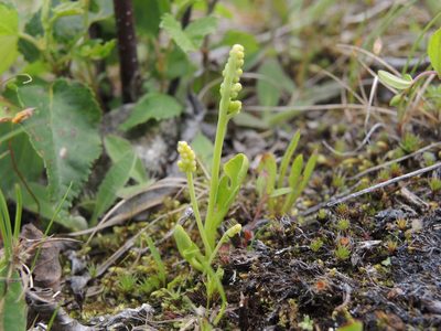 Botrychium simplex, photographed by Roger Rittmaster