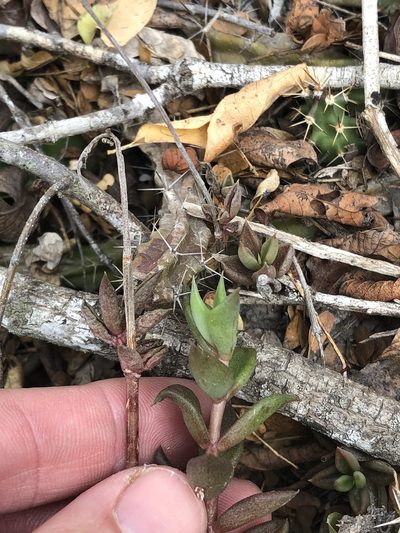 Lenophyllum texanum, photographed by Sam Kieschnick