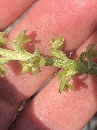 Platanthera cooperi, photographed by Amy Huie