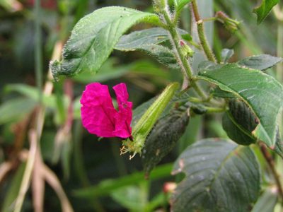 Cuphea nitidula, photographed by Adrianh M. Orozco