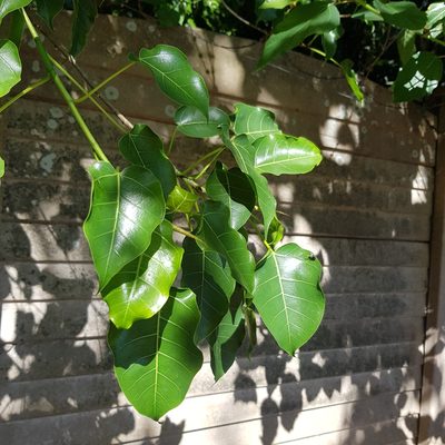 Ficus polita, photographed by Margaret Burger