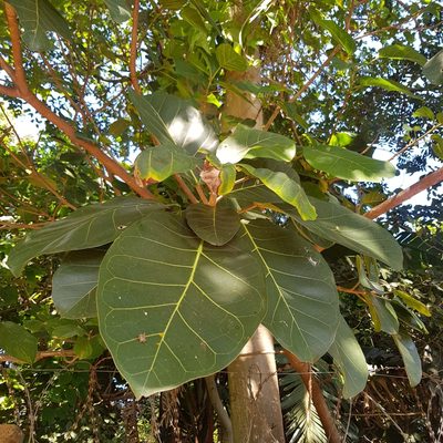 Ficus lutea, photographed by Margaret Burger