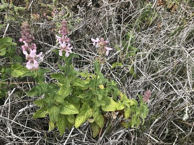 Stachys bullata, photographed by Kylie Etter