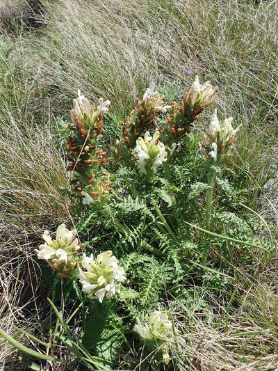 Pedicularis physocalyx, photographed by Анна Митрошенкова