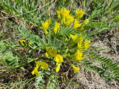 Astragalus wolgensis, photographed by Анна Митрошенкова