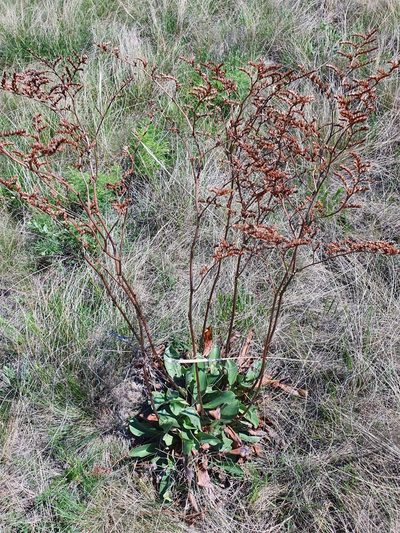 Goniolimon elatum, photographed by Анна Митрошенкова