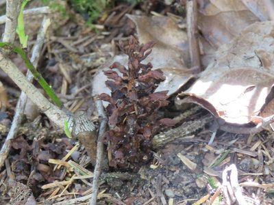Kopsiopsis hookeri, photographed by Erin Springinotic