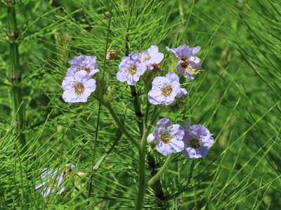 Phacelia bolanderi, photographed by John Hibbard
