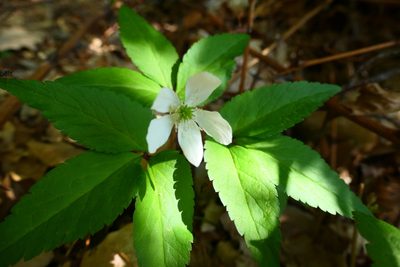 Anemonoides trifolia, photographed by Felix Puff