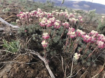 Eriogonum thymoides, photographed by Lindsey Salmonson