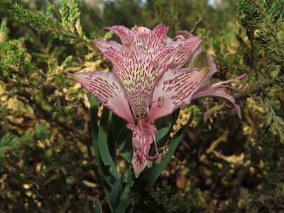 Alstroemeria garaventae, photographed by Nicolás Lavandero