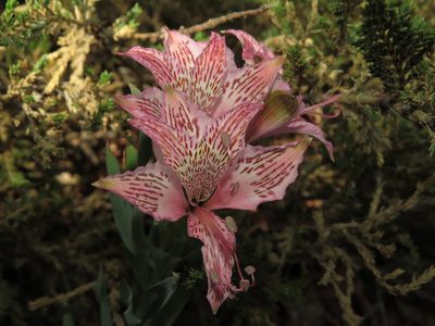 Alstroemeria garaventae, photographed by Nicolás Lavandero
