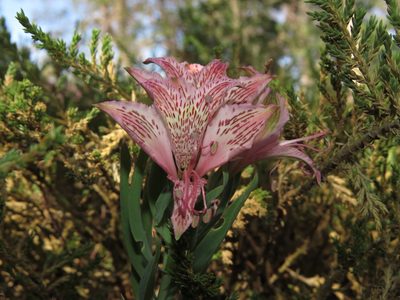 Alstroemeria garaventae, photographed by Nicolás Lavandero