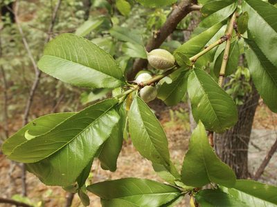 Prunus persica, photographed by Sue Carnahan