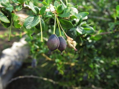 Berberis montana, photographed by Nicolás Lavandero