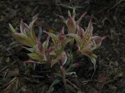 Alstroemeria garaventae, photographed by Nicolás Lavandero