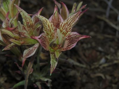 Alstroemeria garaventae, photographed by Nicolás Lavandero