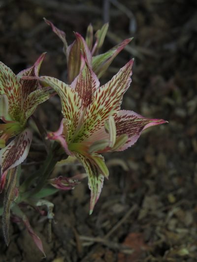 Alstroemeria garaventae, photographed by Nicolás Lavandero