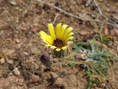 Trichocline aurea, photographed by Nicolás Lavandero