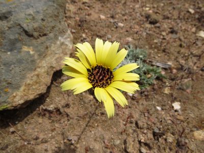 Trichocline aurea, photographed by Nicolás Lavandero