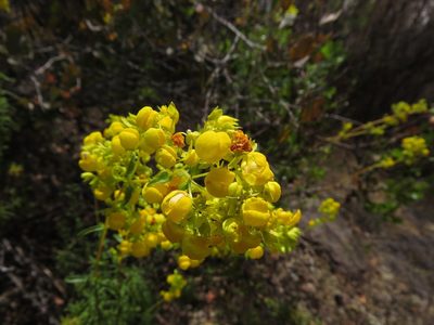 Calceolaria thyrsiflora, photographed by Nicolás Lavandero