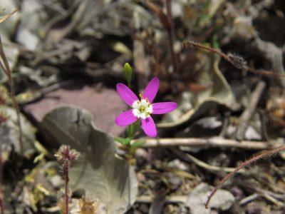 Centaurium cachanlahuen, photographed by Nicolás Lavandero