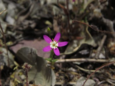Centaurium cachanlahuen, photographed by Nicolás Lavandero