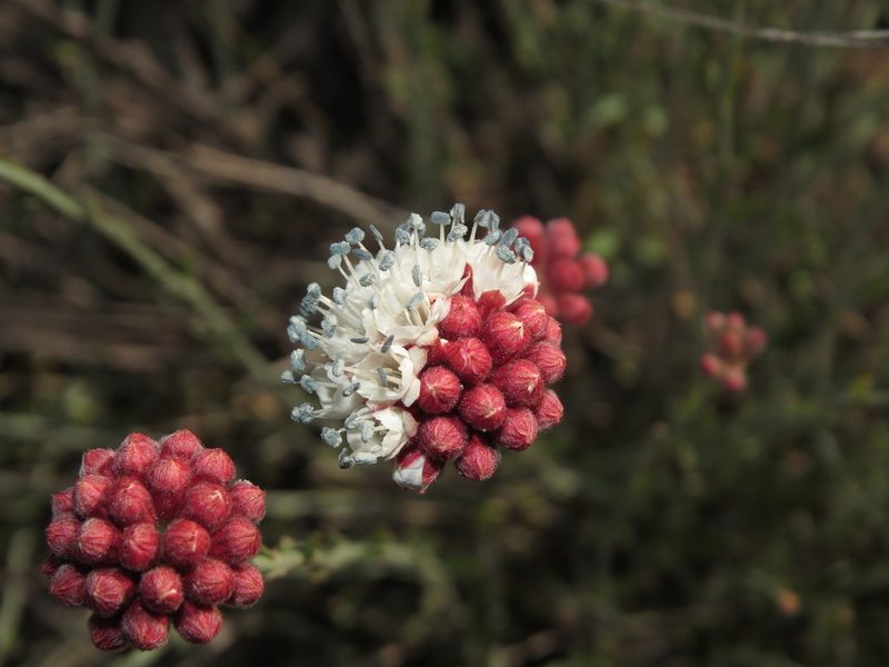 Malesherbia fasciculata, photographed by Nicolás Lavandero