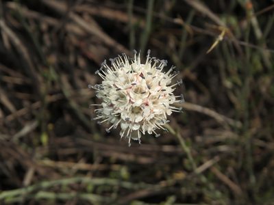 Malesherbia fasciculata, photographed by Nicolás Lavandero