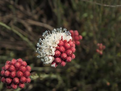 Malesherbia fasciculata, photographed by Nicolás Lavandero