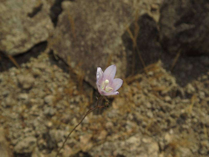 Wahlenbergia linarioides, photographed by Nicolás Lavandero