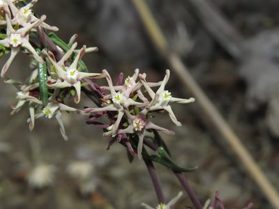 Tweedia birostrata, photographed by Nicolás Lavandero