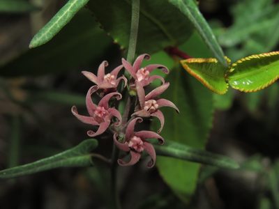 Tweedia birostrata, photographed by Nicolás Lavandero
