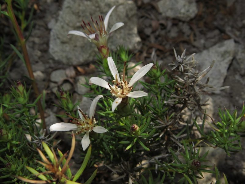 Mutisia acerosa, photographed by Nicolás Lavandero