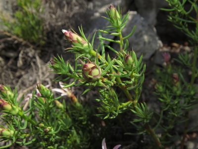 Mutisia acerosa, photographed by Nicolás Lavandero
