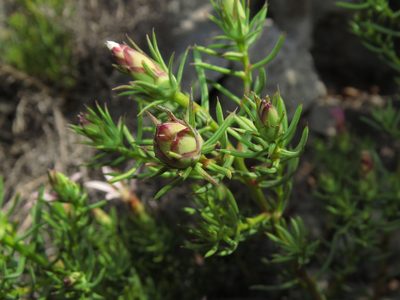 Mutisia acerosa, photographed by Nicolás Lavandero