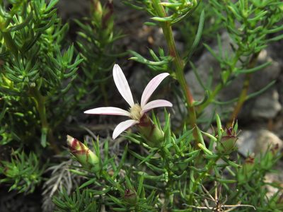 Mutisia acerosa, photographed by Nicolás Lavandero