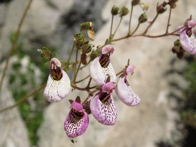 Calceolaria cana, photographed by Nicolás Lavandero